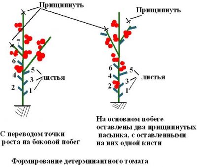 Особенности формирования разных сортов томатов