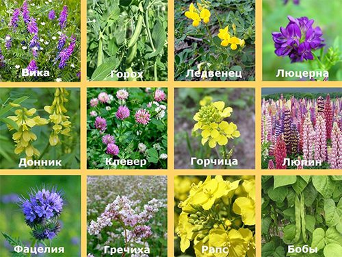 Сидераты для огурцов
