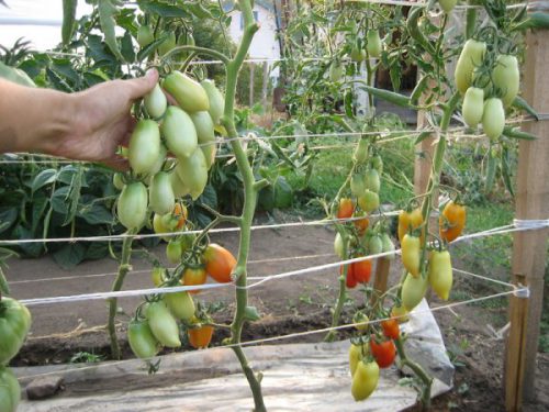 Сливки на кусте