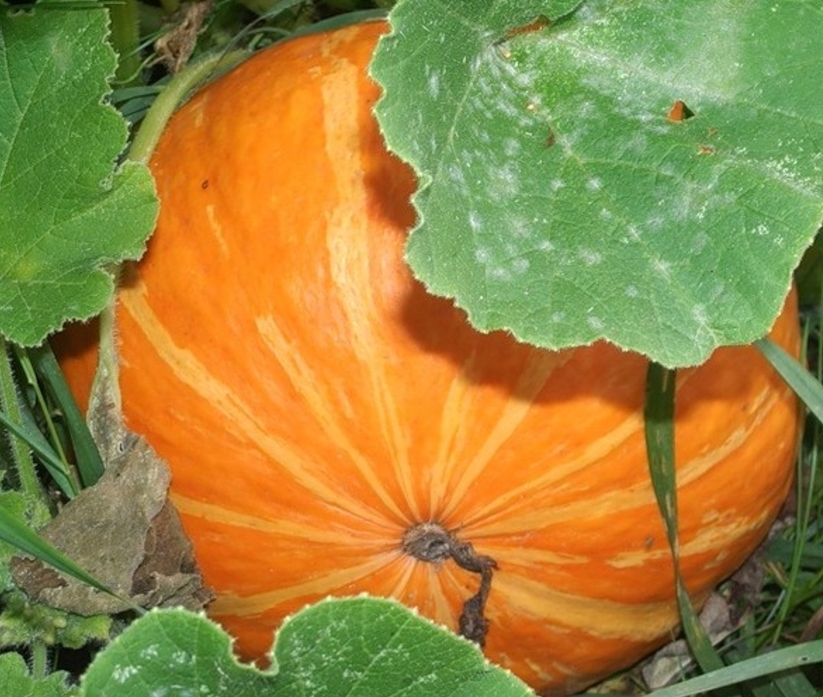 Сорт Амазонка