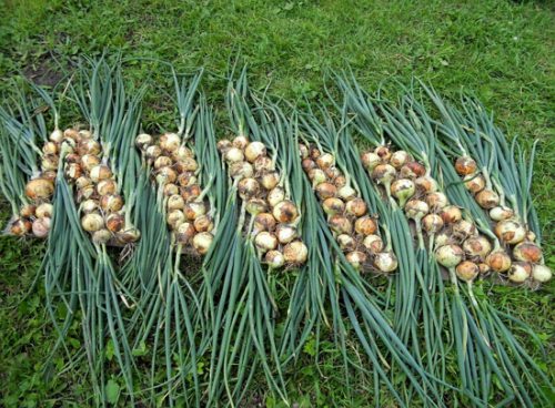Урожай лука из севка