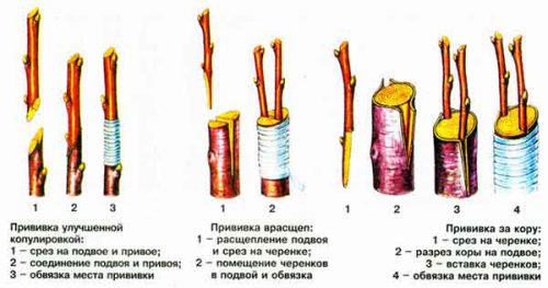 Виды прививок