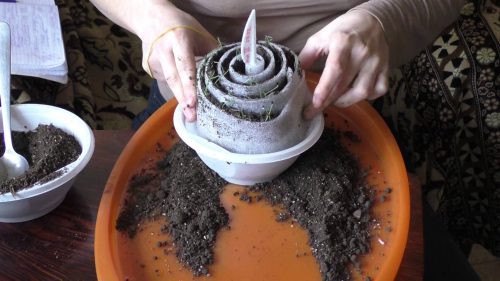 Выращивание лука в улитке