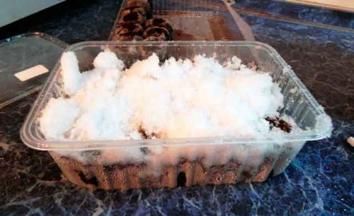Закаливание семян моркови