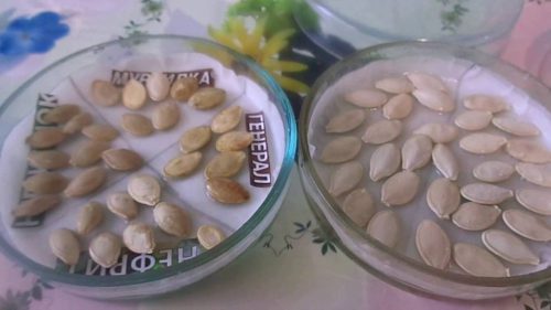 Замачивание семян