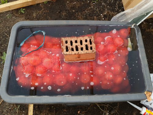 Замачивание севка