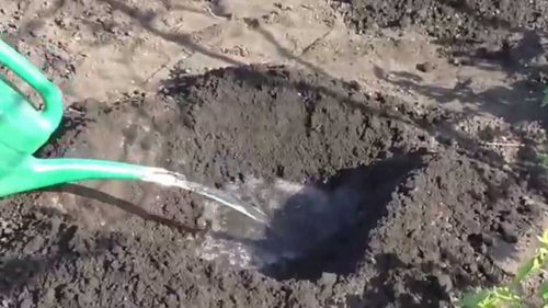 Полив лунки