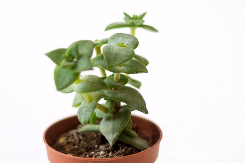 Krassula perforata (prodyryavlennaya)