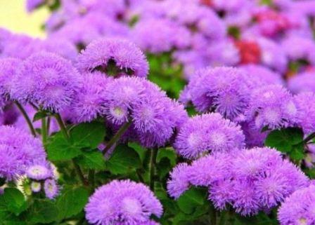 ageratum