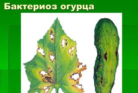 Бактериоз огурца фото