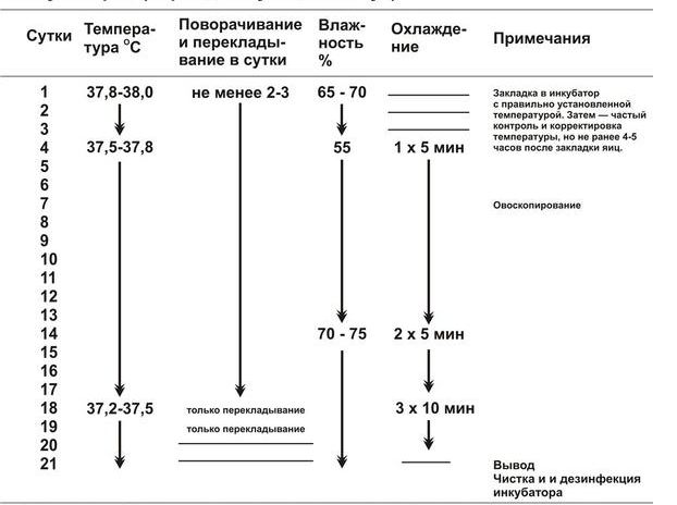 Инкубация куриных яиц режим инкубации таблица в домашних условиях
