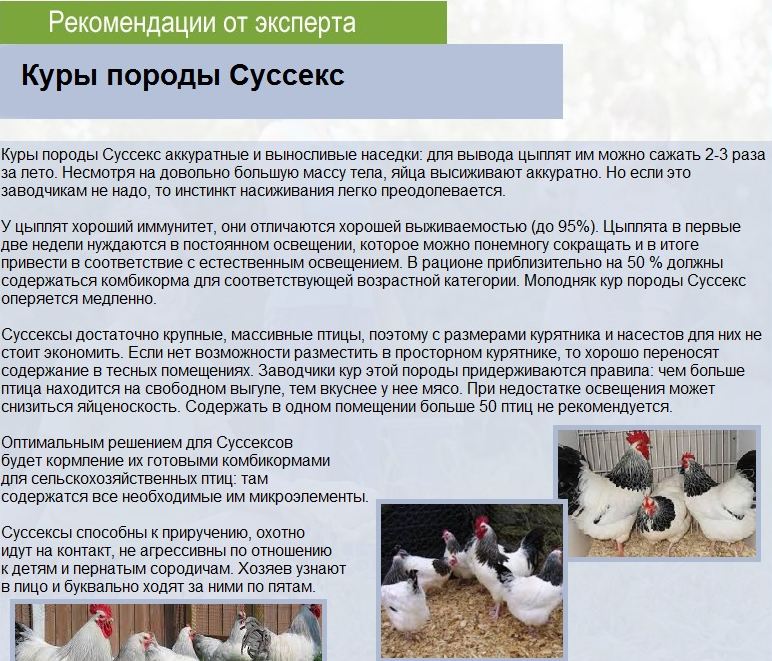 Куры породы сусекс, описание