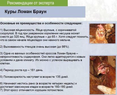 Информация о породе кур ломан браун