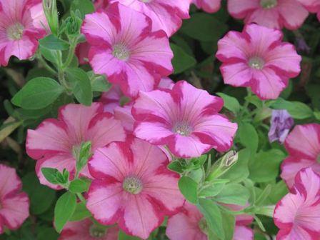 petynia