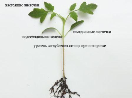 pikirovka_rassady_tomatov