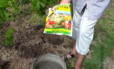 podkormka_vinograda