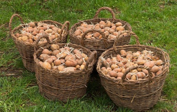 сроки посадки картофеля