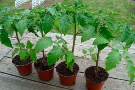 zakalka_rassady_tomatov