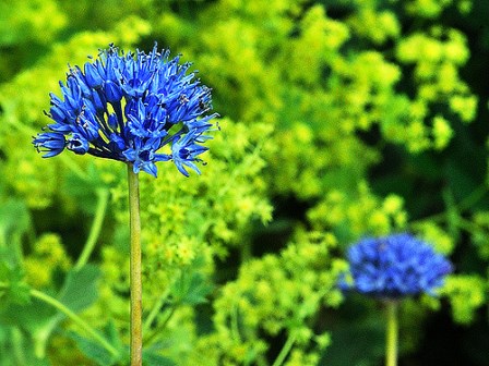 Allium caeruleum)