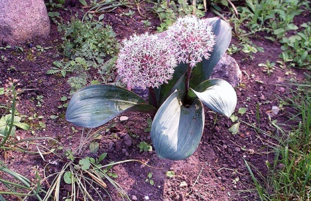 Allium karataviense
