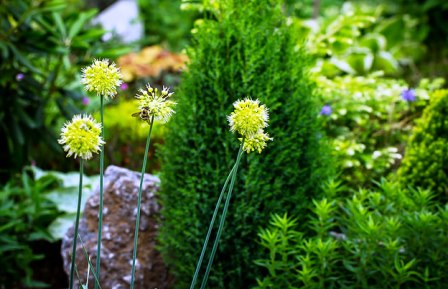 Allium obliquum