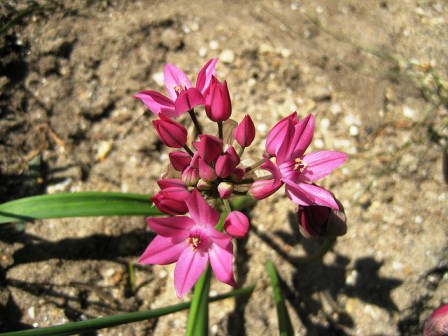 Allium oreophilum