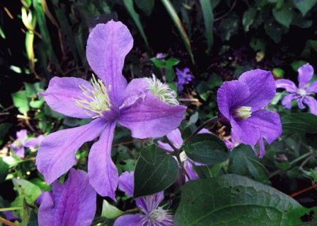 клематис Arabella фото