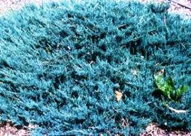 Блю Чип (Blue Chip)