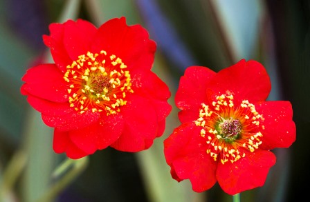 Geum chiloense гравилат чилийский