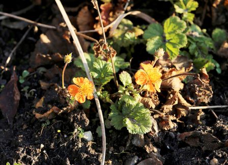 Geum hybridum гравилат гибридный