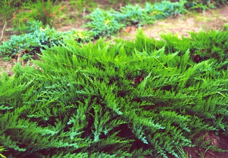 Прострата (Prostrata)