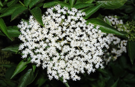 Sambucus nigra Plena