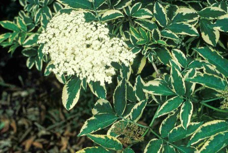 Sambucus nigra Variegata