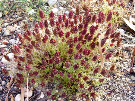 Thymus