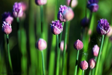 Allium schoenoprasum