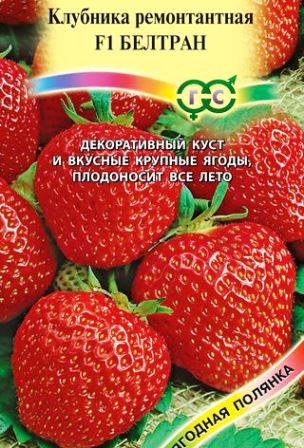 земляника ремонтантная БЕЛТРАН фото