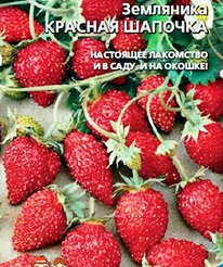 земляника ремонтантная КРАСНАЯ ШАПОЧКА фото