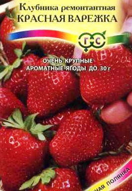 земляника ремонтантная КРАСНАЯ ВАРЕЖКА фото