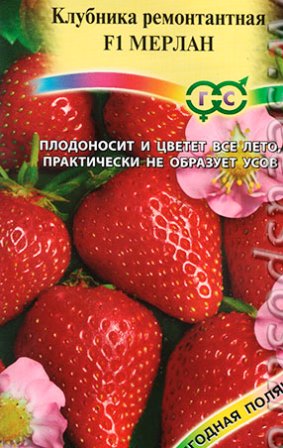 земляника ремонтантная МЕРЛАН фото