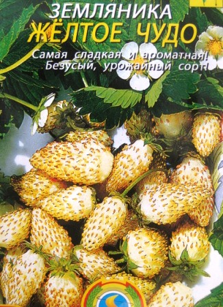 земляника ремонтантная ЖЕЛТОЕ ЧУДО фото