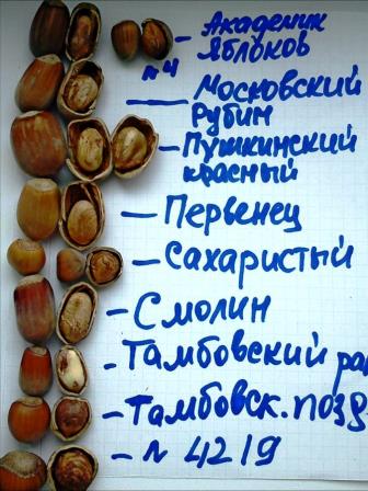 сбор разных сортов орехов