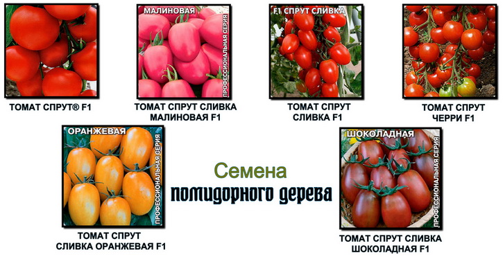 семена помидорного дерева
