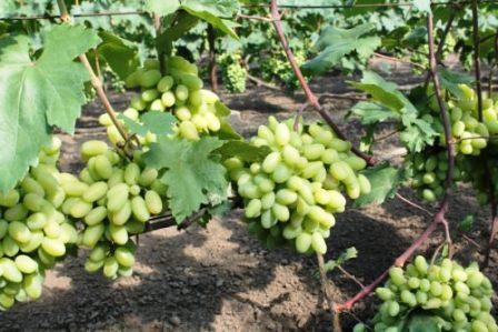 сорт винограда ландыш
