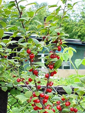 войлочная вишня купить саженцы