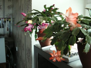 Не переставляйте горшок во время цветения