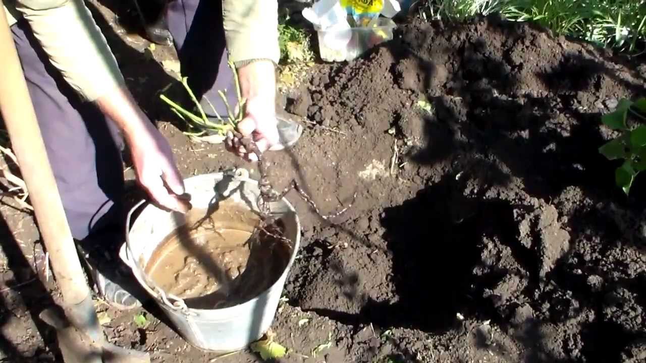 Посадка розы Леонардо да Винчи