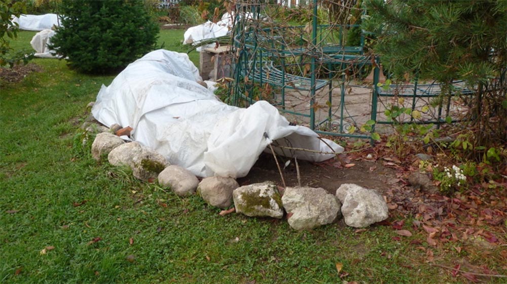 Роза Чайковский