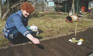 Посев дурмана обыкновенного