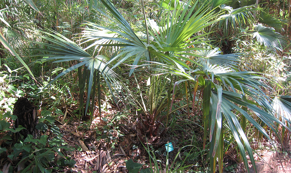 Ливистона южная (Livistona australis)