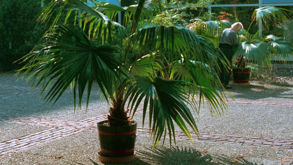 Ливистона китайская (Livistona chinensis)